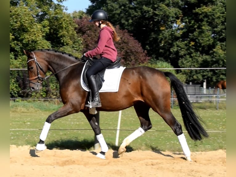 Hanoverian Mare 3 years 16 hh Brown in Fredenbeck