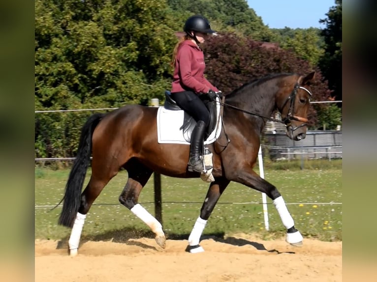 Hanoverian Mare 3 years 16 hh Brown in Fredenbeck