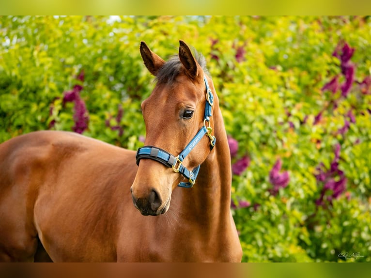 Hanoverian Mare 3 years 16 hh Brown in K&#xFC;rten