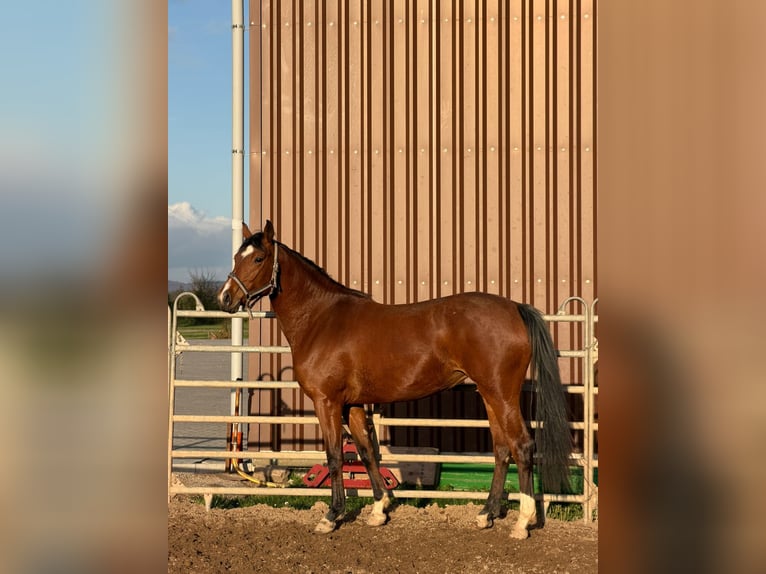 Hanoverian Mare 3 years 16 hh Brown in Hockenheim