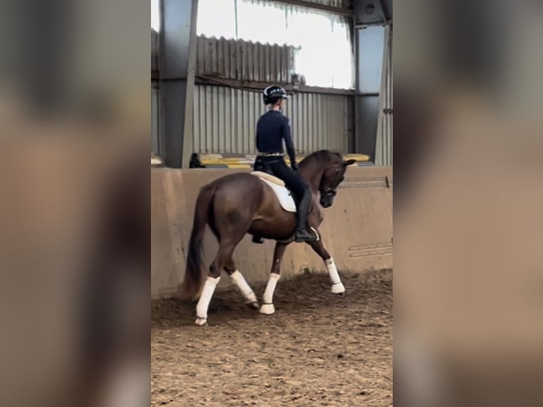 Hanoverian Mare 3 years 16 hh Chestnut in Achim
