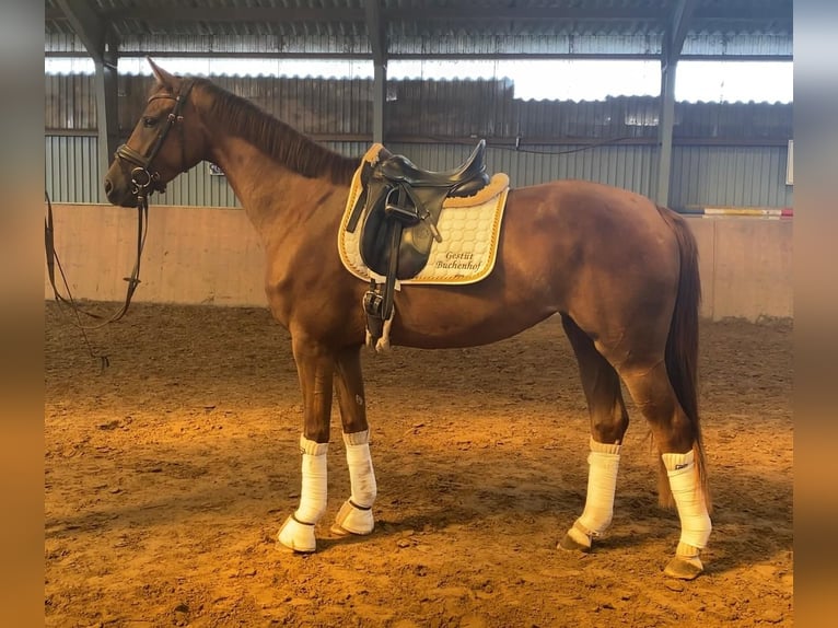 Hanoverian Mare 3 years 16 hh Chestnut in Achim