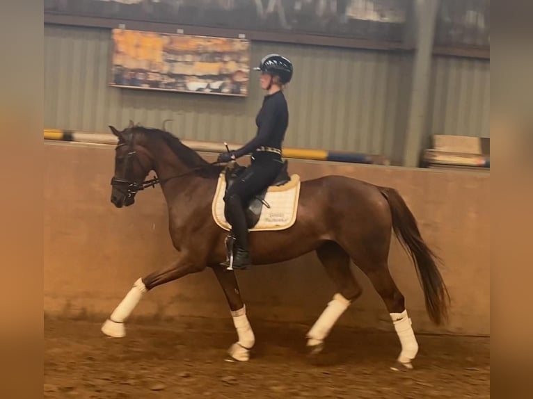 Hanoverian Mare 3 years 16 hh Chestnut in Achim