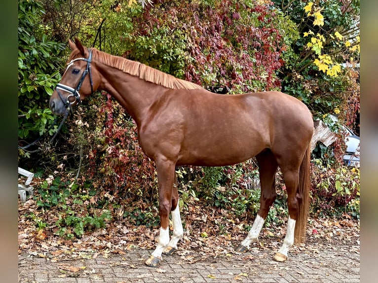 Hanoverian Mare 3 years 16 hh Chestnut in Kirchlinteln Hanoverian Mare 3 years 16 hh Chestnut in Kirchlinteln