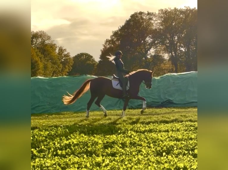 Hanoverian Mare 3 years 16 hh Chestnut in Kirchlinteln Hanoverian Mare 3 years 16 hh Chestnut in Kirchlinteln