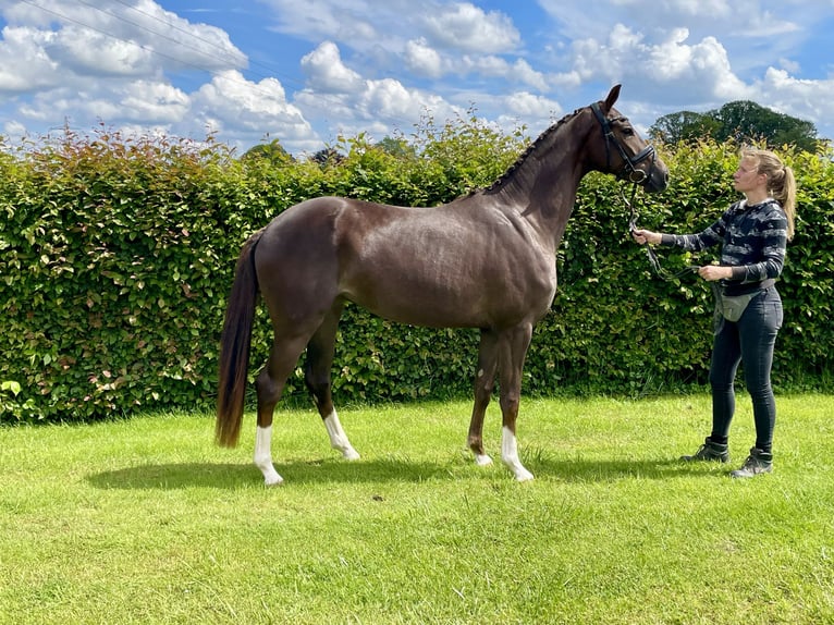 Hanoverian Mare 3 years 16 hh Chestnut in Rees