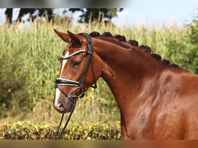 Hanoverian Mare 3 years 16 hh Chestnut in Ree&#xDF;um