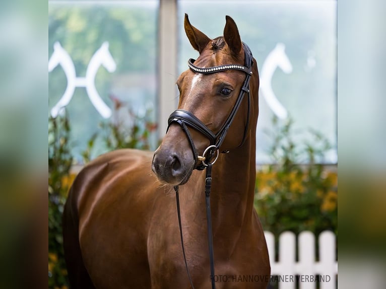 Hanoverian Mare 3 years 16 hh Chestnut in Verden