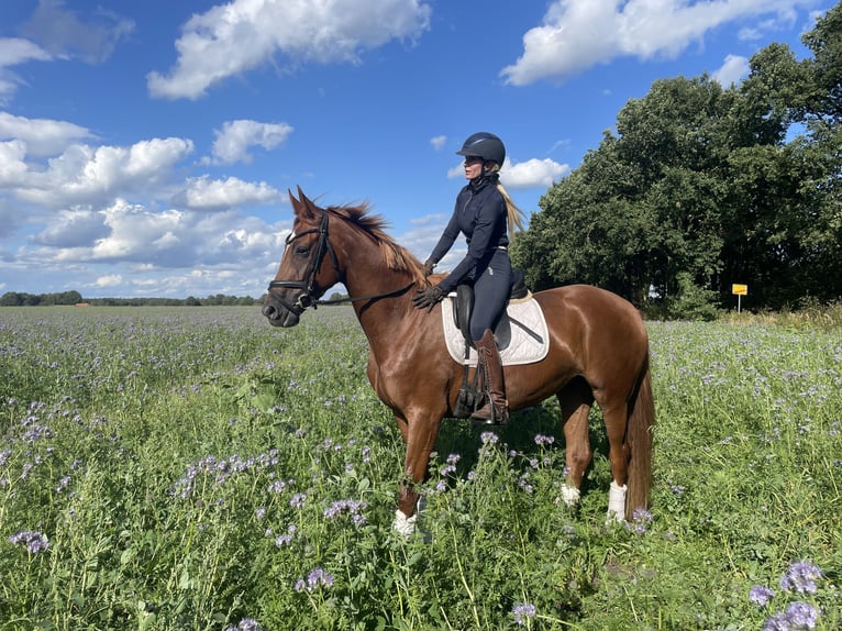 Hanoverian Mare 3 years 16 hh Chestnut-Red in Kirchlinteln