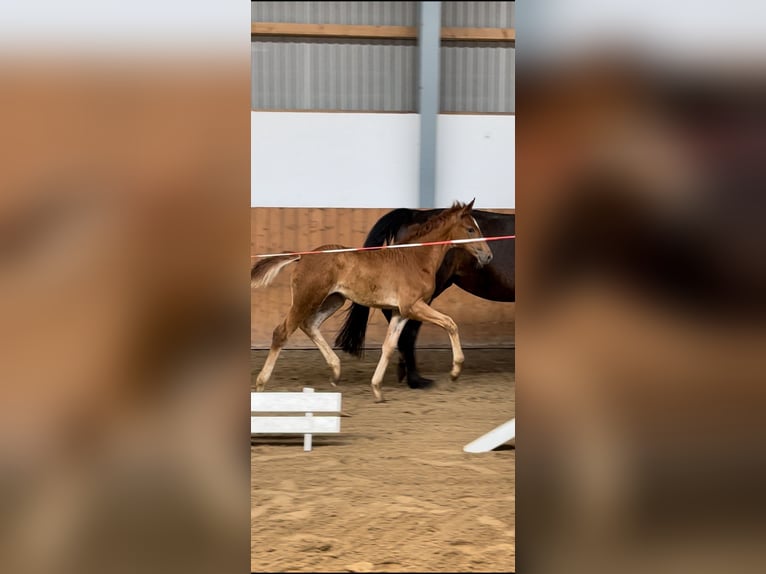 Hanoverian Mare 3 years 16 hh Chestnut-Red in Apelern