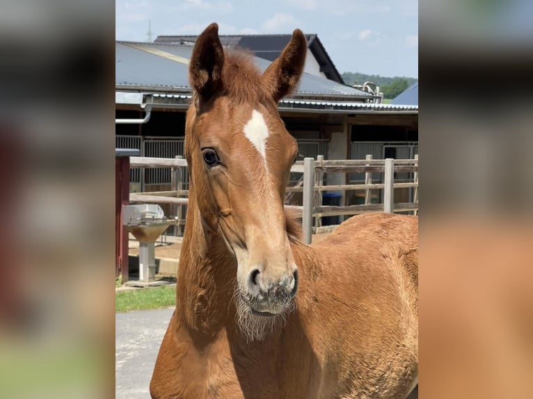 Hanoverian Mare 3 years 16 hh Chestnut-Red in Apelern