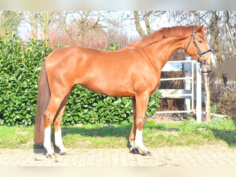 Hanoverian Mare 3 years 16 hh Chestnut-Red in Selsingen