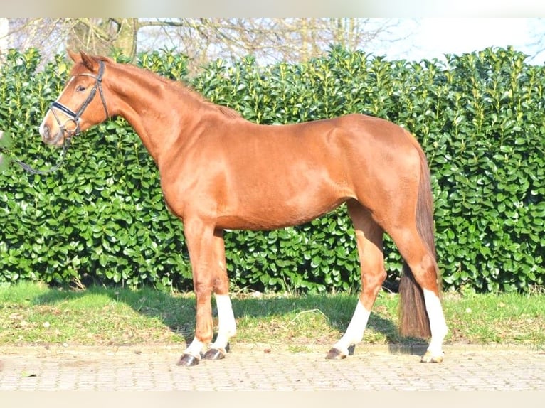 Hanoverian Mare 3 years 16 hh Chestnut-Red in Selsingen