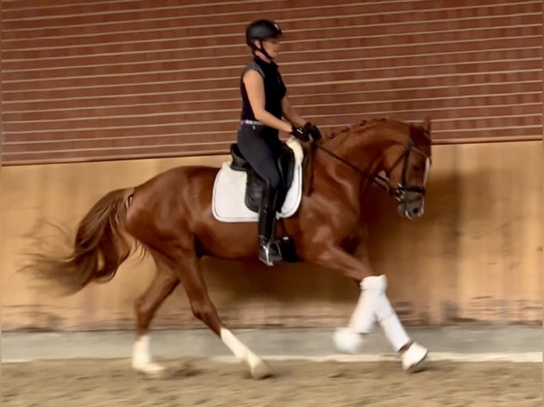 Hanoverian Mare 3 years 16 hh Chestnut-Red in Ankum