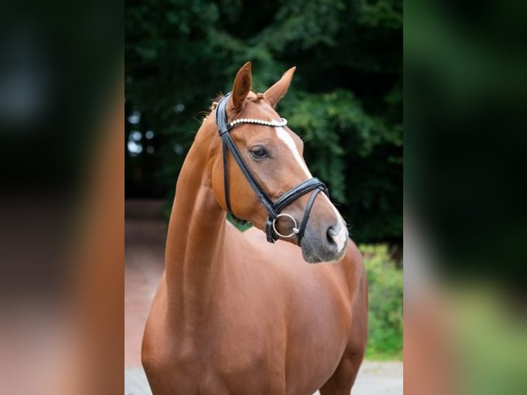 Hanoverian Mare 3 years 16 hh Chestnut-Red in Ankum