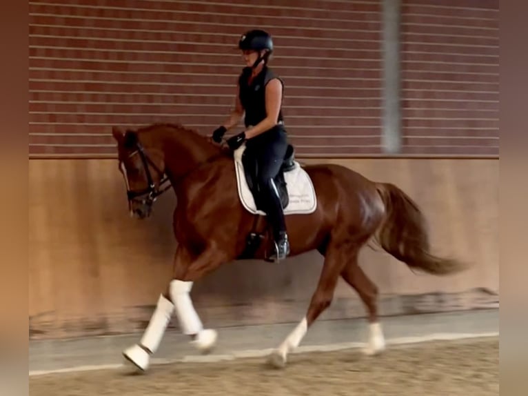 Hanoverian Mare 3 years 16 hh Chestnut-Red in Ankum
