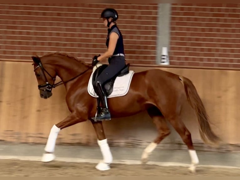 Hanoverian Mare 3 years 16 hh Chestnut-Red in Ankum