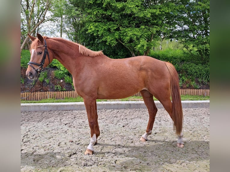 Hanoverian Mare 3 years 16 hh Chestnut-Red in LoxstedtLoxstedt