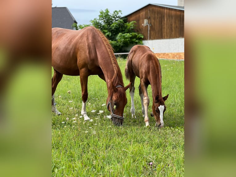 Hanoverian Mare 3 years 16 hh Chestnut-Red in Förderstedt