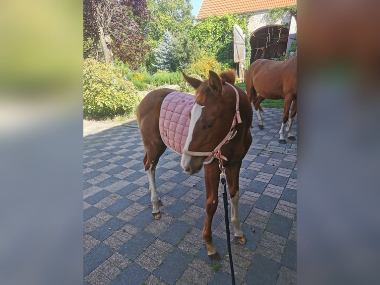 Hanoverian Mare 3 years 16 hh Chestnut-Red in Förderstedt