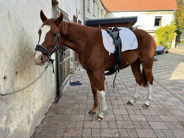 Hanoverian Mare 3 years 16 hh Chestnut-Red in Förderstedt