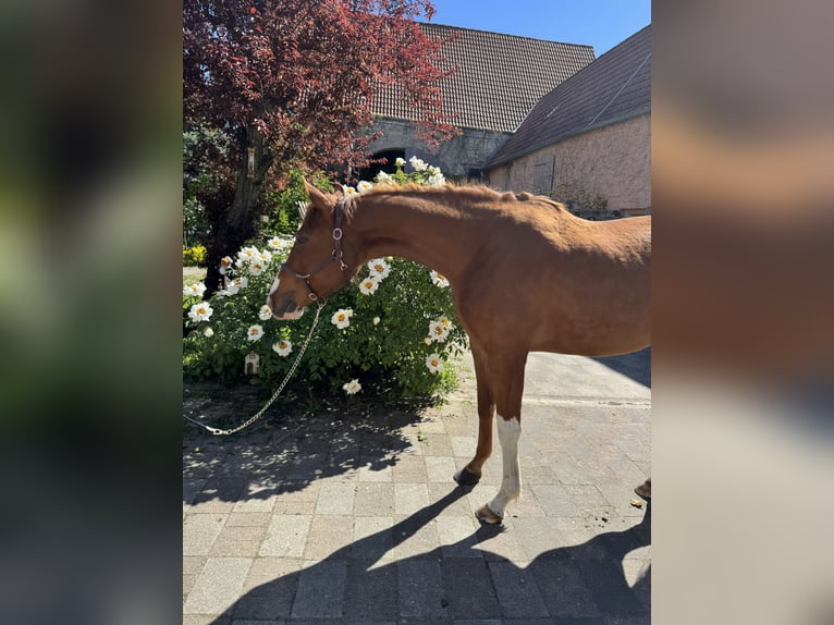 Hanoverian Mare 3 years 16 hh Chestnut-Red in Förderstedt