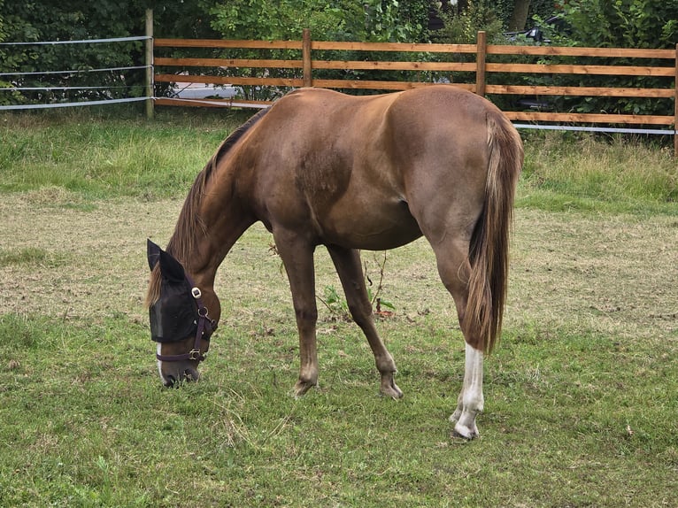 Hanoverian Mare 3 years 16 hh Chestnut-Red in Moormerland