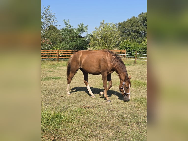 Hanoverian Mare 3 years 16 hh Chestnut-Red in Moormerland