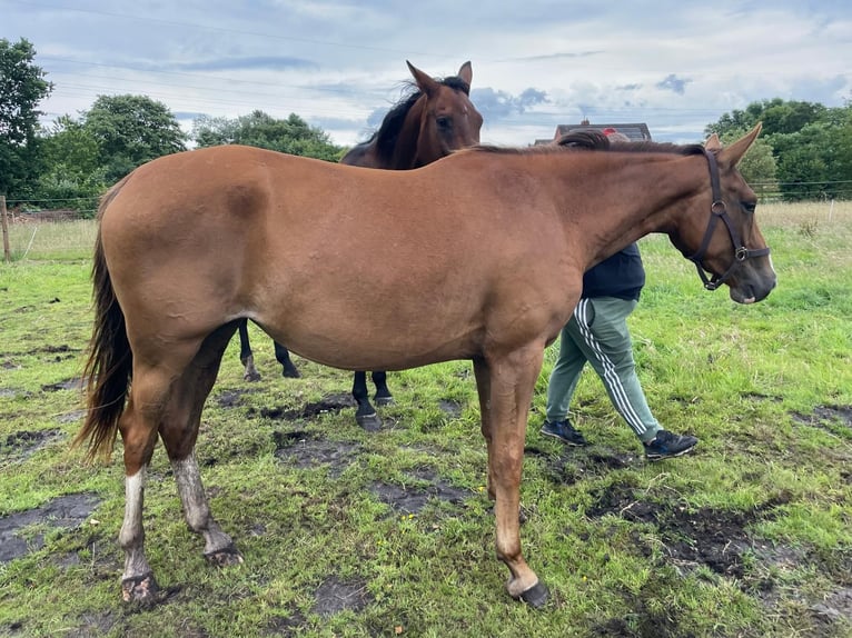 Hanoverian Mare 3 years 16 hh Chestnut-Red in Moormerland
