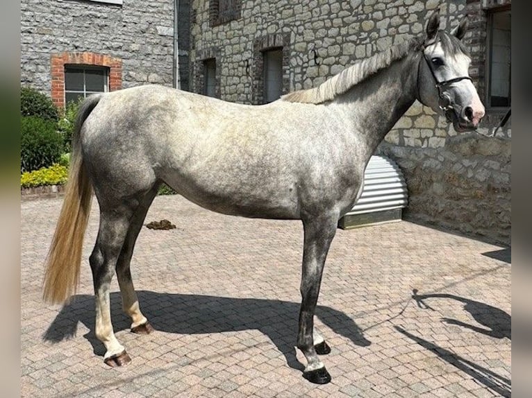 Hanoverian Mare 3 years 16 hh Gray-Blue-Tan in Aachen