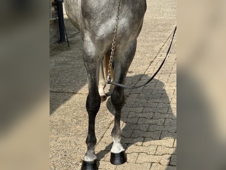 Hanoverian Mare 3 years 16 hh Gray-Blue-Tan in Aachen