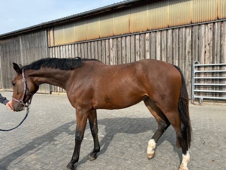 Hanoverian Mare 3 years 16 hh in Hockenheim