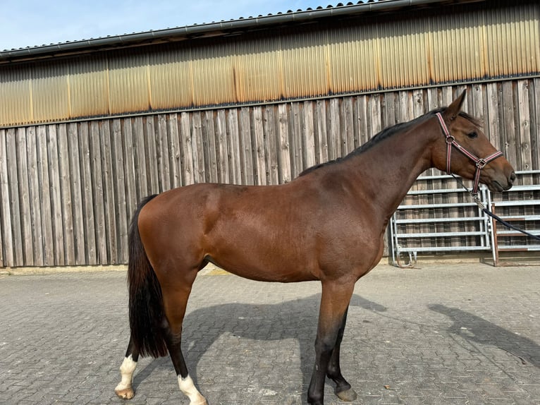 Hanoverian Mare 3 years 16 hh in Hockenheim