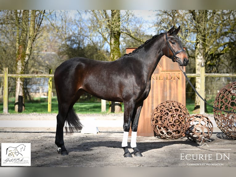 Hanoverian Mare 3 years 16 hh Smoky-Black in Lavacherie