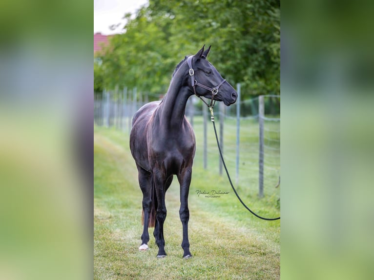 Hanoverian Mare 3 years 16 hh Smoky-Black in Essenheim
