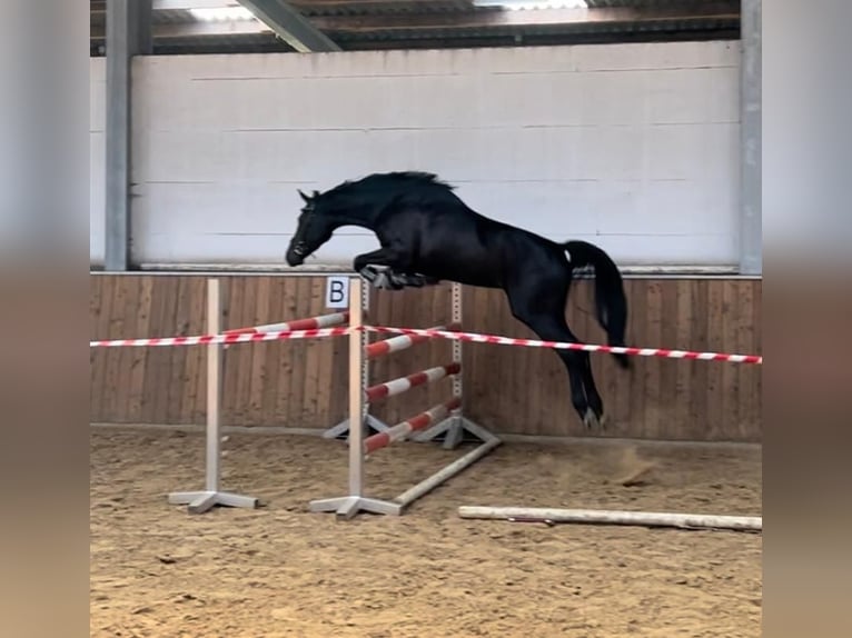 Hanoverian Mare 3 years 16 hh Smoky-Black in Wagenfeld