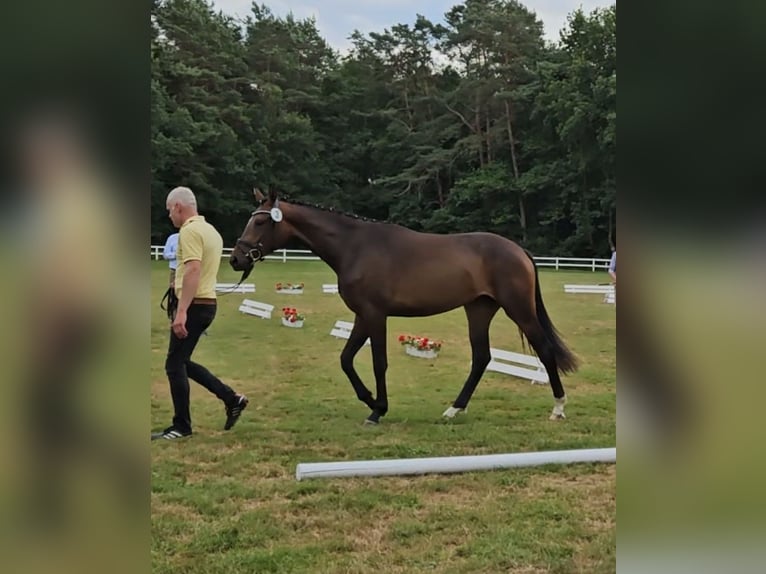 Hanoverian Mare 3 years 16,1 hh Bay-Dark in Basdahl