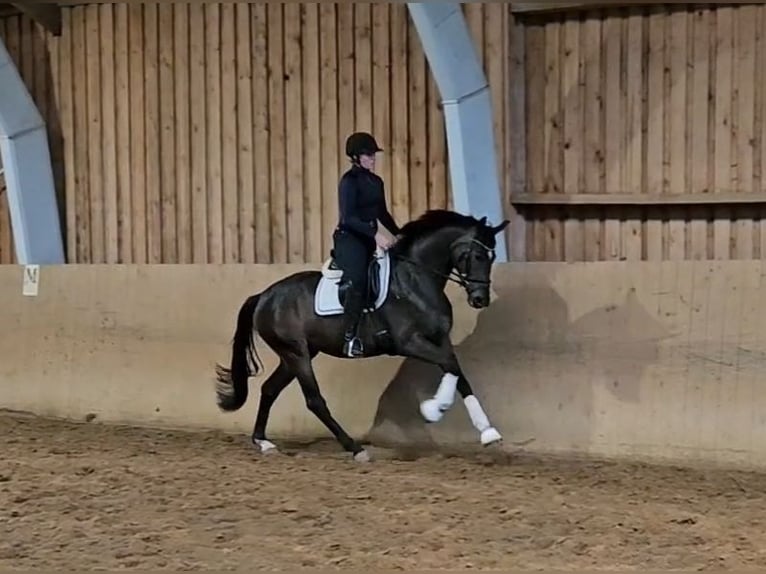 Hanoverian Mare 3 years 16,1 hh Bay-Dark in Basdahl