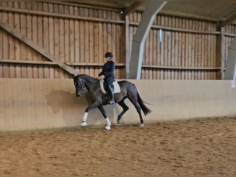 Hanoverian Mare 3 years 16,1 hh Bay-Dark in Basdahl