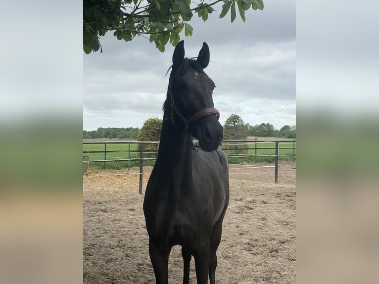Hanoverian Mare 3 years 16,1 hh Black in Bawinkel