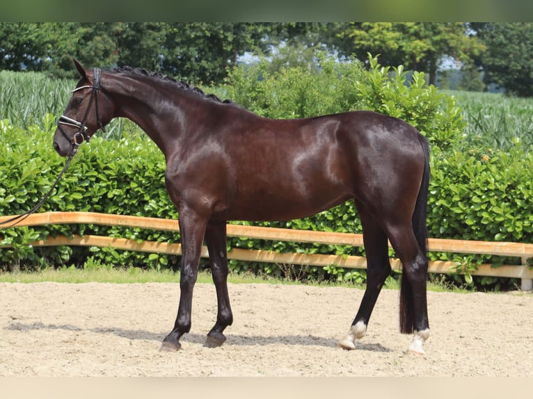 Hanoverian Mare 3 years 16,1 hh Black in Ree&#xDF;um