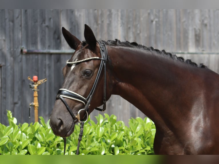 Hanoverian Mare 3 years 16,1 hh Black in Ree&#xDF;um