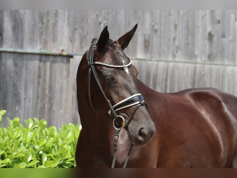 Hanoverian Mare 3 years 16,1 hh Black in Ree&#xDF;um
