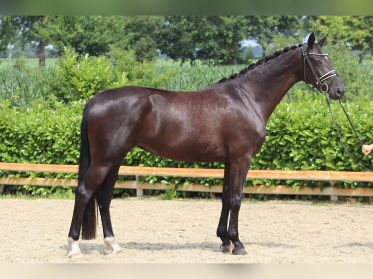 Hanoverian Mare 3 years 16,1 hh Black in Ree&#xDF;um
