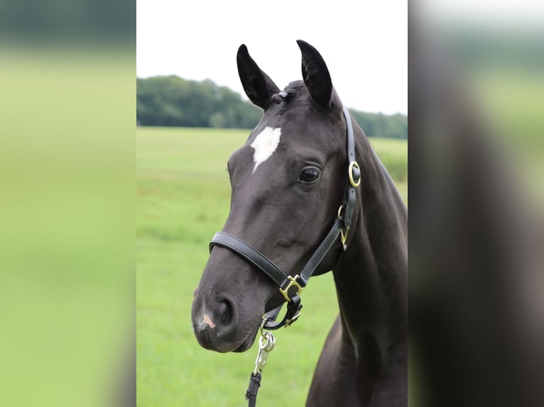 Hanoverian Mare 3 years 16,1 hh Black in Crivitz