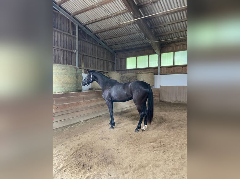 Hanoverian Mare 3 years 16,1 hh Black in Zwiesel