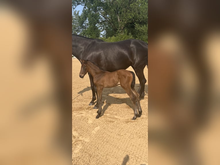 Hanoverian Mare 3 years 16,1 hh Brown in Dachau
