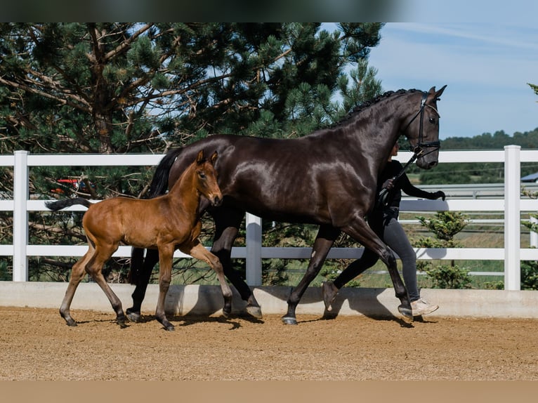 Hanoverian Mare 3 years 16,1 hh Brown in Dachau