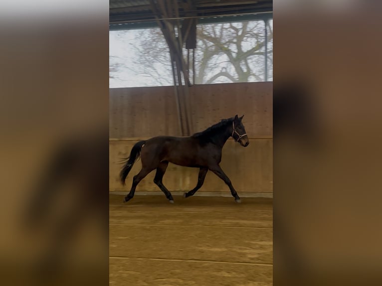 Hanoverian Mare 3 years 16,1 hh Brown in Dachau