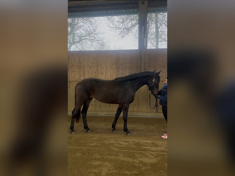 Hanoverian Mare 3 years 16,1 hh Brown in Dachau